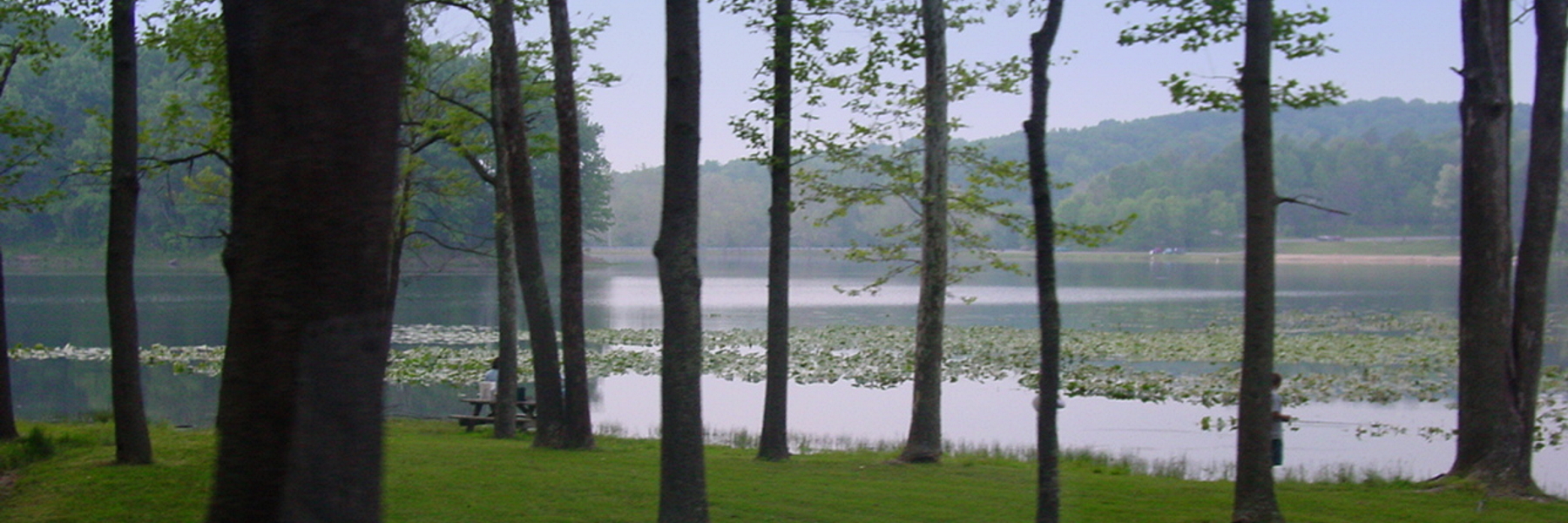 Trees/Lake